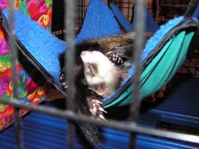 ./2005/Ferrets/thumbferrets
